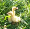 Fluffy Ducklings