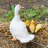 Fluffy Ducklings