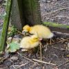 Fluffy Ducklings