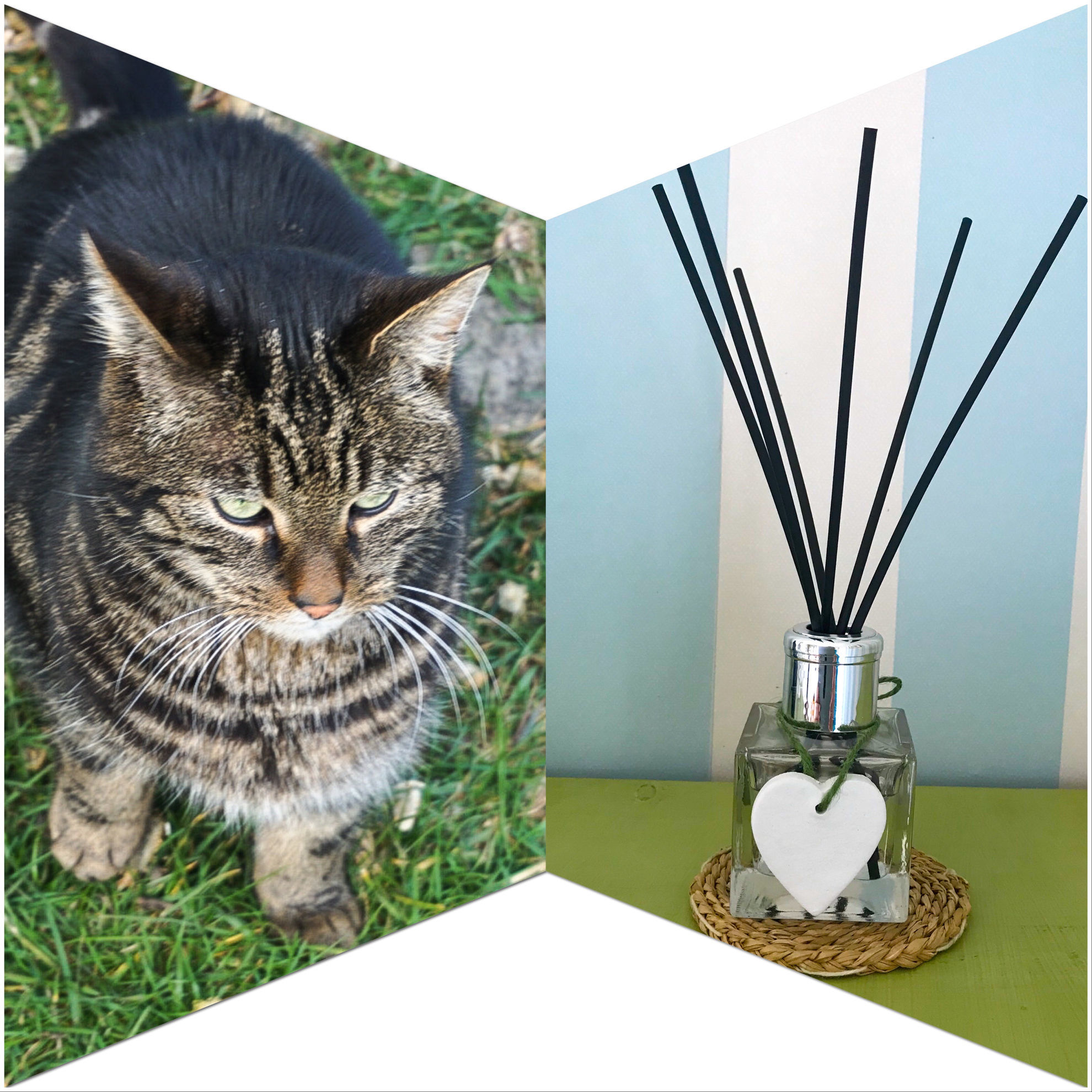 Rose Cottage Croft. Cat's Whiskers Reed Diffuser
